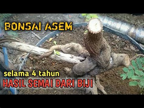 Hasil Program Akar Batang Bonsai Asam Jawa Selama 4 Tahun YouTube