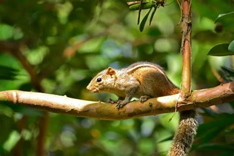 Free Images Nature Branch Animal Wildlife Jungle Mammal Rodent