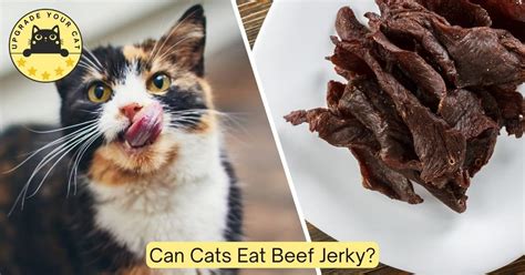 Can Cats Eat Beef Jerky Know All About Feeding Beef To Cats