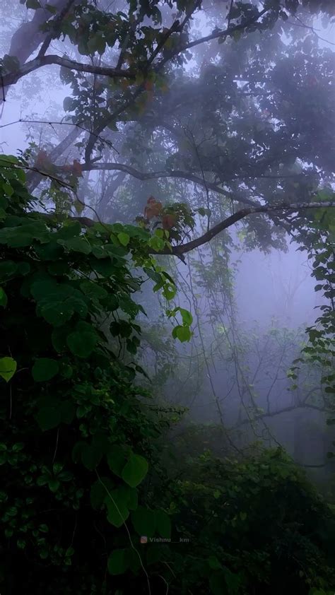 Nature Photography: Fog in the Forest