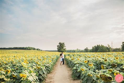 Toronto Sunflower Engagement Photos Flower Field Farm Engagement