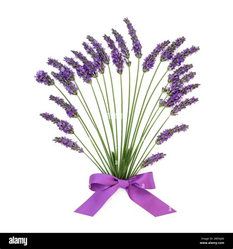 Lavender Herb Flower Abstract Floral Bouquet Natural Alternative