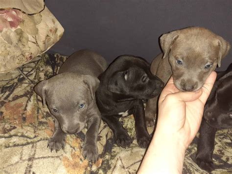 Pitbull Lab Mix Puppies For Sale at Gabrielle Sutherland blog