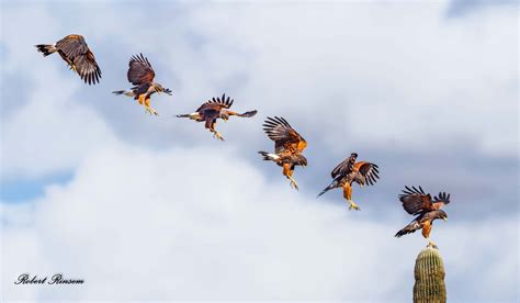 Composite Image Showing The Landing Sequence Of A Harriss Hawk North