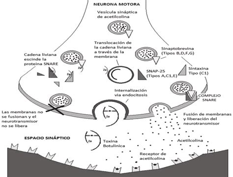 Mecanismo de acción de la BoNT Download Scientific Diagram