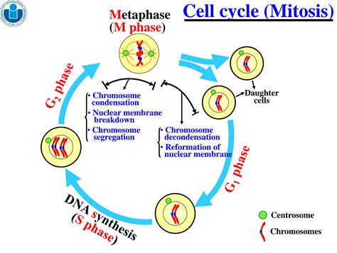 SOLUTION: Human animal physiology chapter 2 2 the cell cycle meiosis and mitosis - Studypool