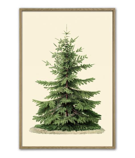 Christmas Tree Print Antique Botanical Illustration Wall Art Decor