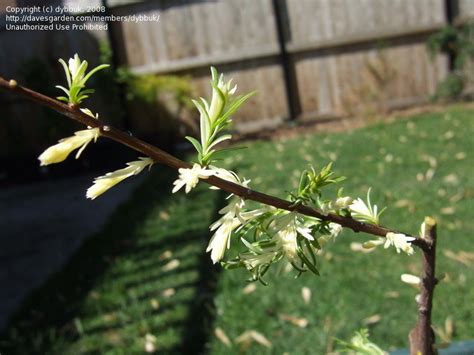 PlantFiles Pictures Bald Cypress Cajun Snowfall Taxodium Distichum