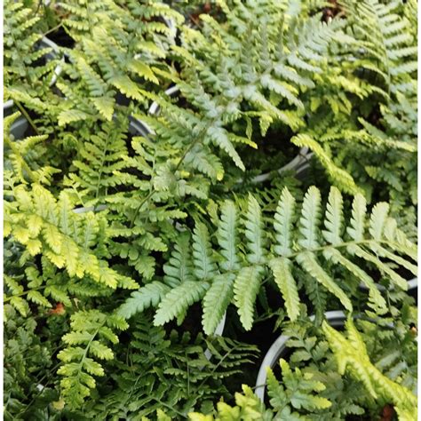 Athyrium Filix Femina Wietlica Samicza Ro Liny Od Ogrodnika Szk Ka