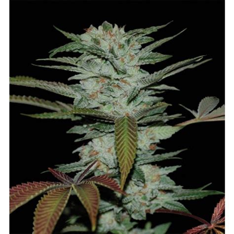 Sour Kush Strain Info