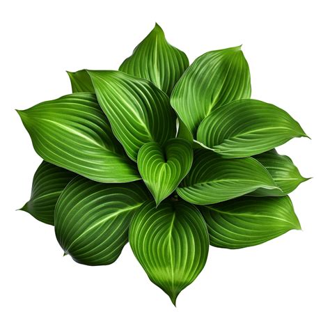 AI generated Green leaves hosta plant bush clip art 40218383 PNG