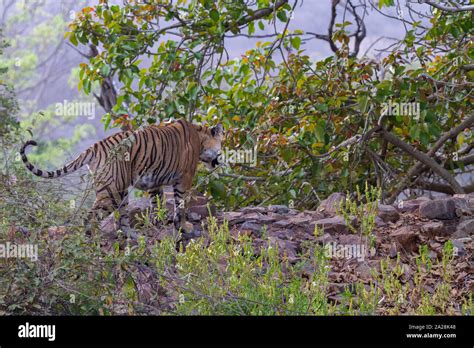 Royal Bengal Tiger Or Panthera Tigris Tigris Ar Ranthambore National