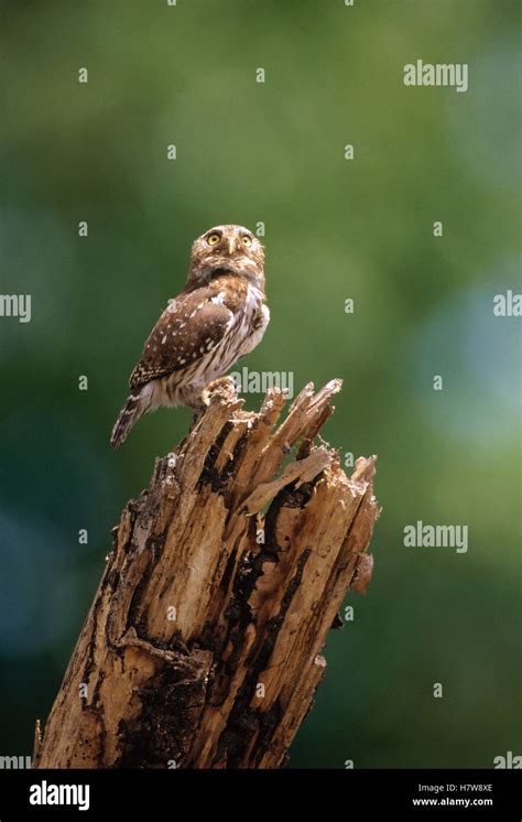 B Ho Pigmeo Ferruginosas Glaucidium Brasilianum Donde Se Posan Encima