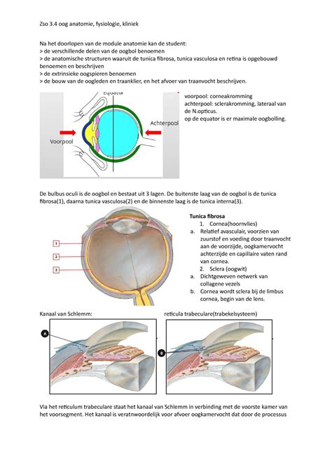 Oog Uitwerking E Learning Zso 3 Oog Anatomie Fysiologie Kliniek Na