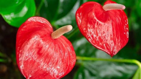 Repotting Anthurium Plants Your Detailed Guide