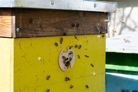 Yellow Bee Hive With Insects Flying And Collecting Pollen Stock Photo