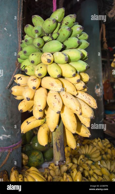 Fresh Bananas Ripening From Green To Yellow Stock Photo Alamy