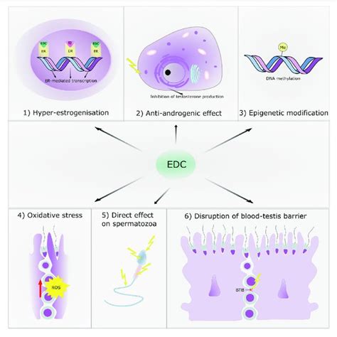 The Main Targets Of Endocrine Disruptive Chemicals With Respect To