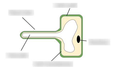 Diagram of Root Hair Cell | Quizlet