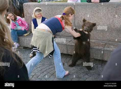 Russia Saint Petersburg Young Brown Bear Used As Attraction Stock