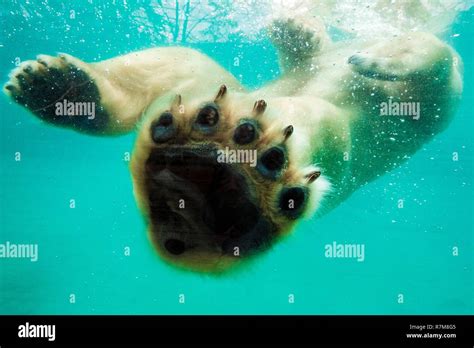 France Sarthe La Fleche La Fleche Zoo Taïko Male Polar Bear Ursus