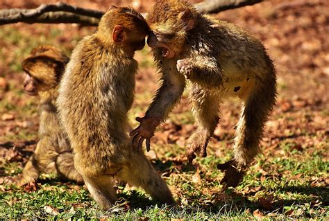 Royalty Free Photo Two Monkey Playing On Field Pickpik