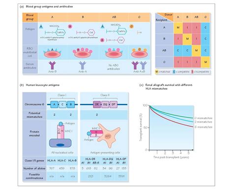 Tissue Typing And Hla Matching Pediagenosis