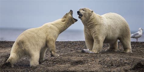 Biden Administration Moves to Block Oil Drilling on Millions of Acres ...