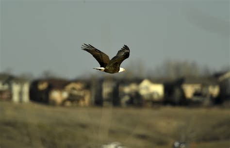 Colorado's bald eagle population and habitat threatened by development
