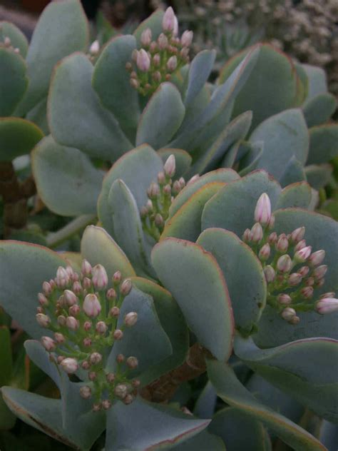 Wave Leaf Jade Blue Bird Crassula Arborescens Succulent 5 Cutting Ebay