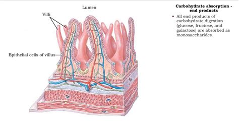 Where Are Brush Border Enzymes Located