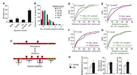 Inhibitory Synapse And Dendritic Spine Dynamics Are Spatially