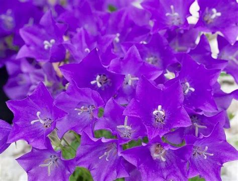 Dzwonek Karpacki Dark Clips Blue Campanula Carpatica Albamar