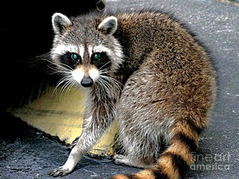 Rascal Green Eyed Raccoon Photograph by Victoria Billings - Fine Art ...