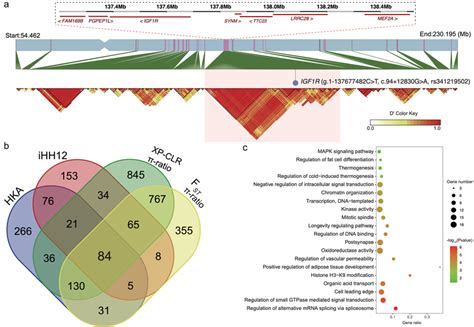 (a) Haplotype blocks for the cold and warm region samples based on ... 