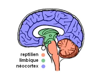 Les Niveaux Cerveaux Et Le Syst Me Motionnel