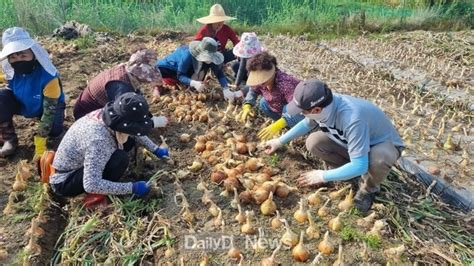 고령군 일손 부족으로 어려운 농가 돕기 구슬땀