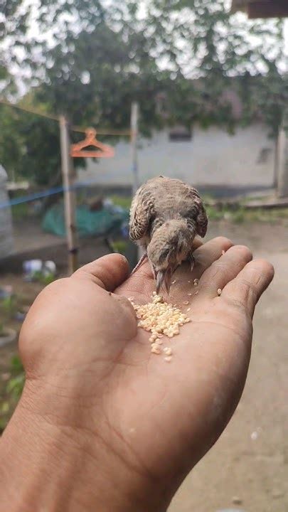 Sarapan Pagi Kasih Pakan Burung Di Pagi Hari Yg Cerah Youtube