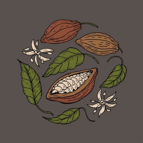 Cacao Main Dessin Cacao Haricots Esquisser De Feuilles Fleurs Et