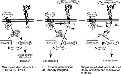 Signaling During Platelet Adhesion And Activation Arteriosclerosis