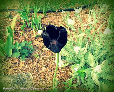 Black Tulip by Bugknight15 on DeviantArt