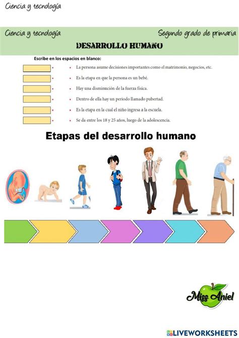 Etapas Del Desarrollo Humano Interactive Worksheet Live Worksheets Nbkomputer