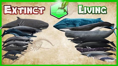 Whales Size Comparison - YouTube