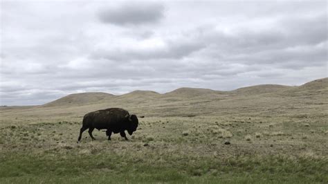 Grasslands National Park Everything You Need To Know