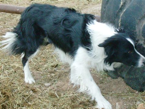 Are Border Collies Cattle Dogs