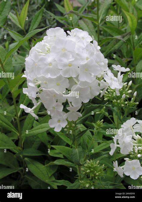 Phlox Fujiyama High Resolution Stock Photography And Images Alamy