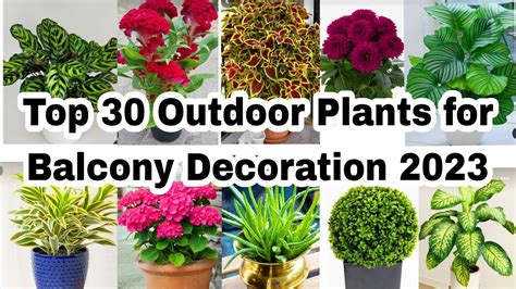 Best Outdoor Plants For Home Low Maintenance Outdoor Plants YouTube