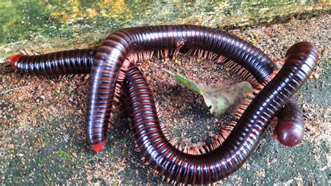 Giant Millipede Largest Attai Poochi Found In Indian Forest India