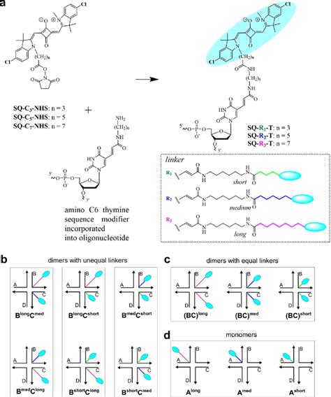 Molecular Designs Of Squarainehj Constructs With Three Different