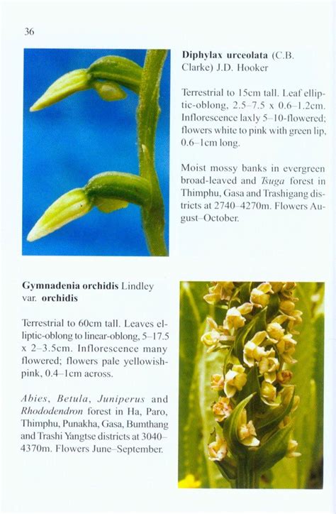 An Illustrated Guide To The Orchids Of Bhutan Nhbs Field Guides